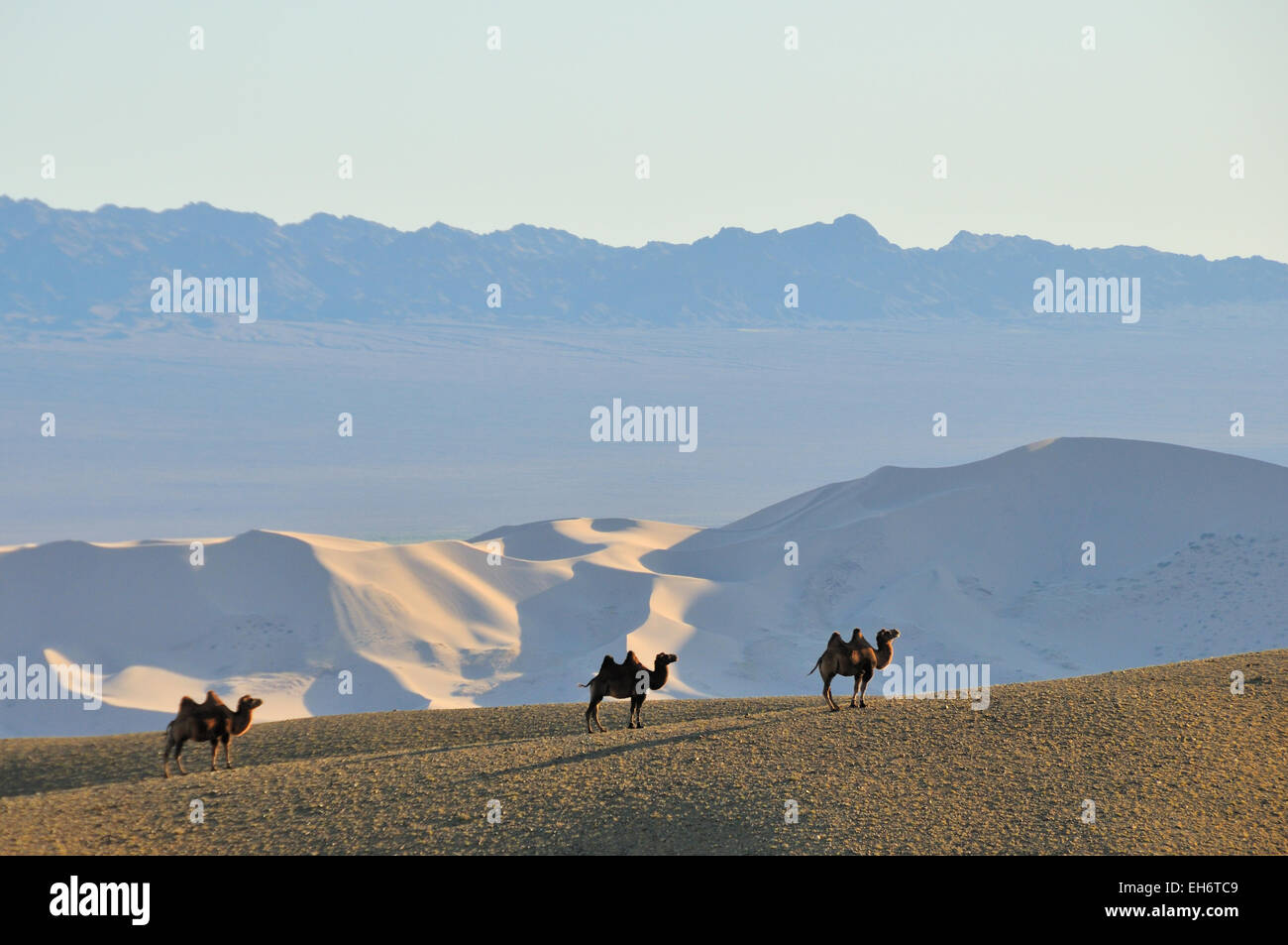 Khongoryn Els Sand Dunes avec des chameaux, désert de Gobi Banque D'Images