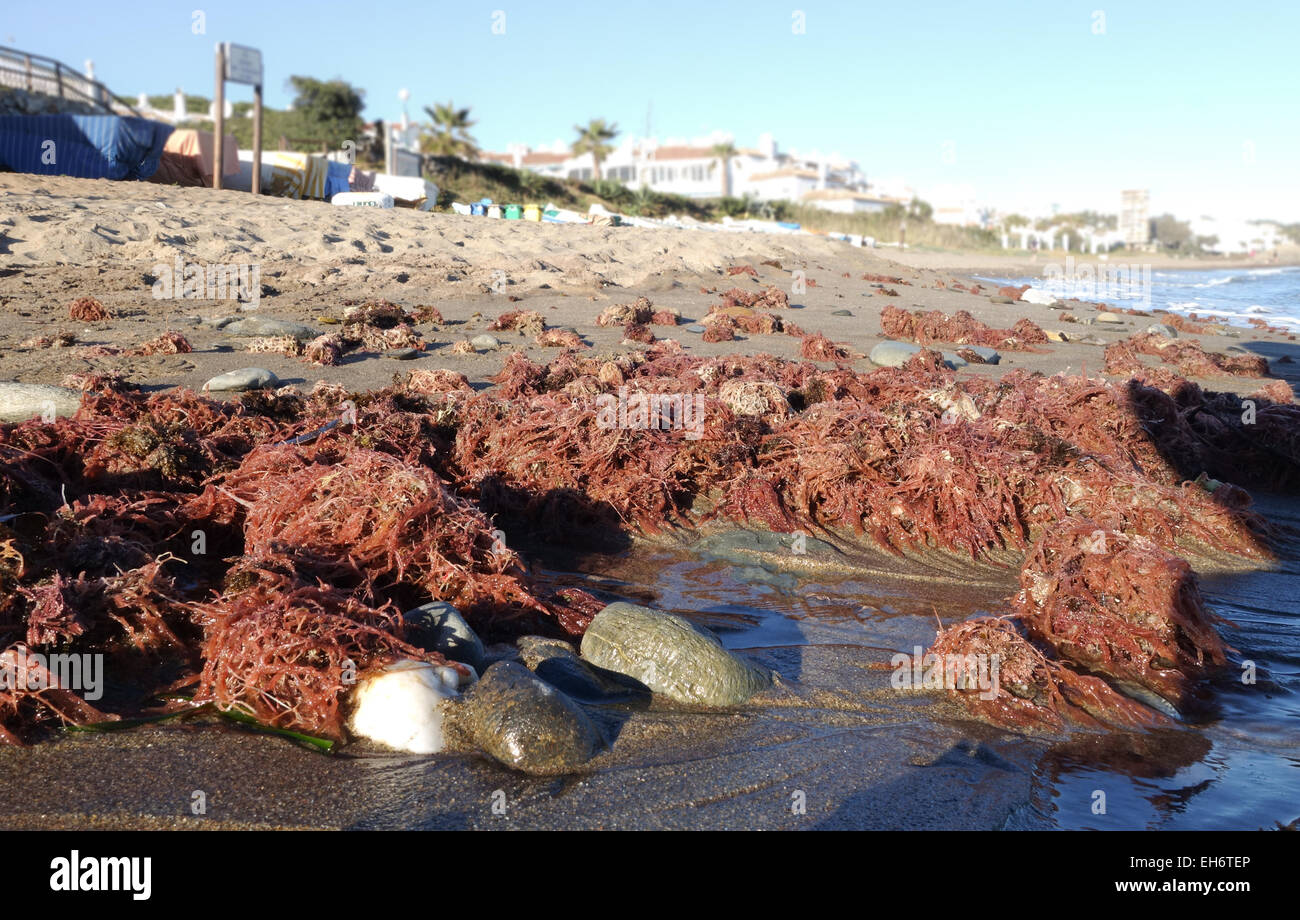Des algues rouges, des algues, échoué sur une plage en Andalousie ...
