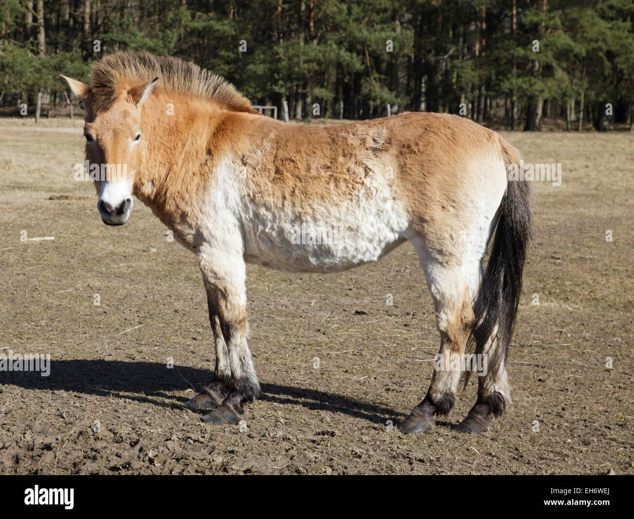 Le cheval de Przewalski Banque D'Images