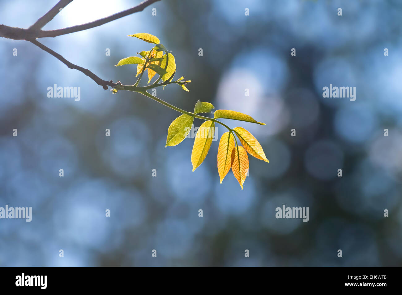 Feuilles jaunes sur fond bleu Banque D'Images