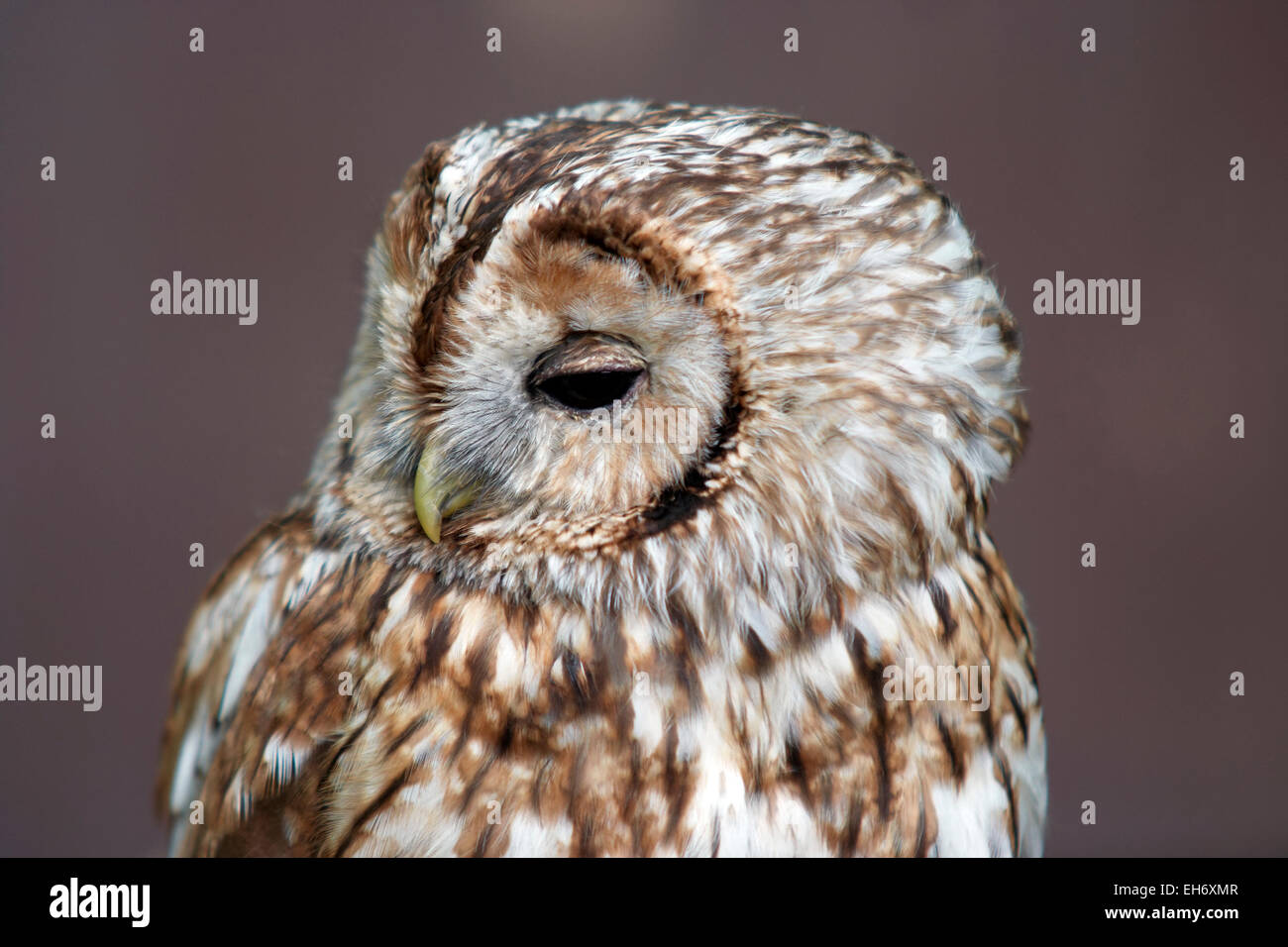 Barn Owl - hibou face au singe Banque D'Images