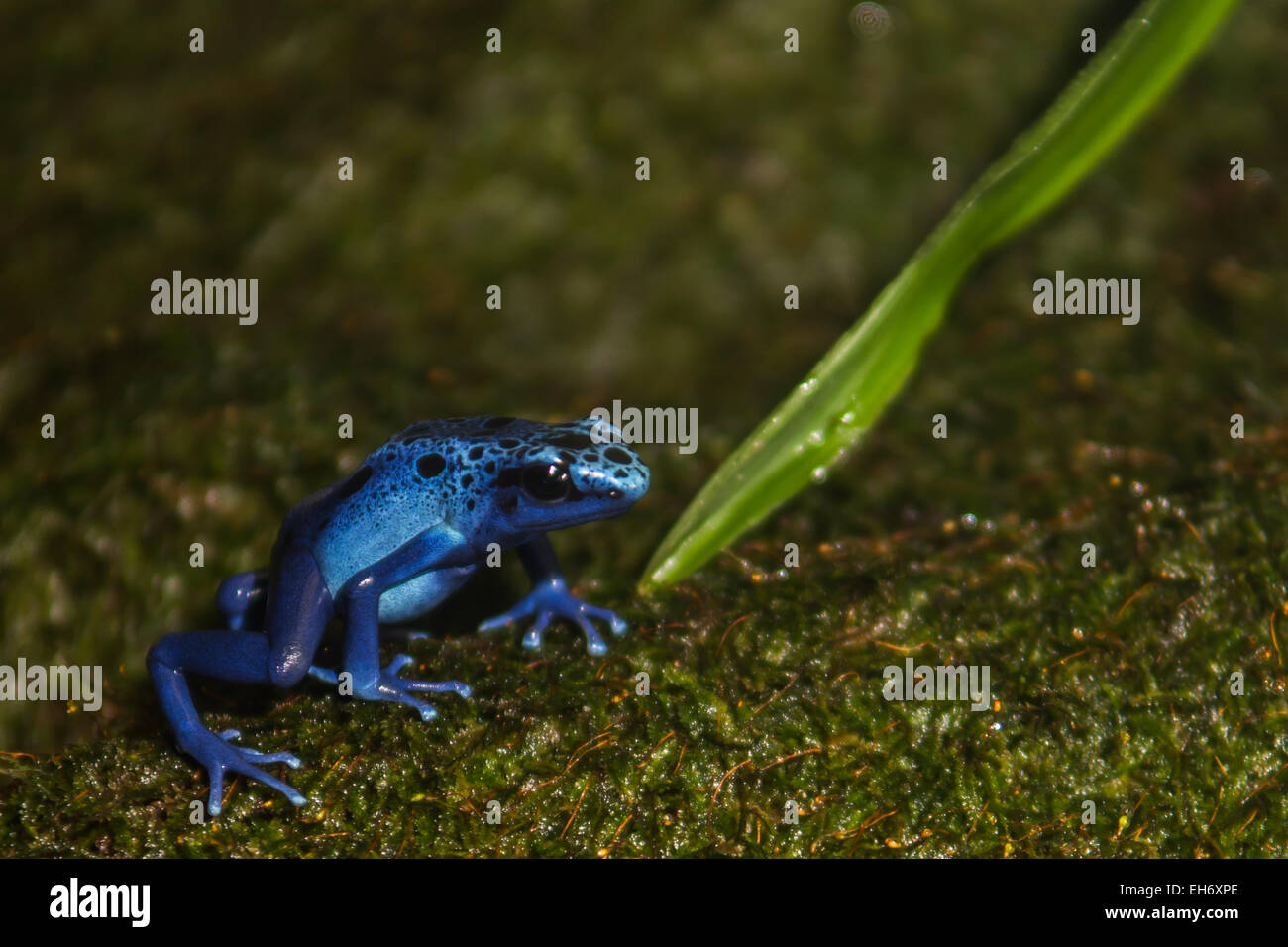 Blue Poison Dart Frog Banque D'Images