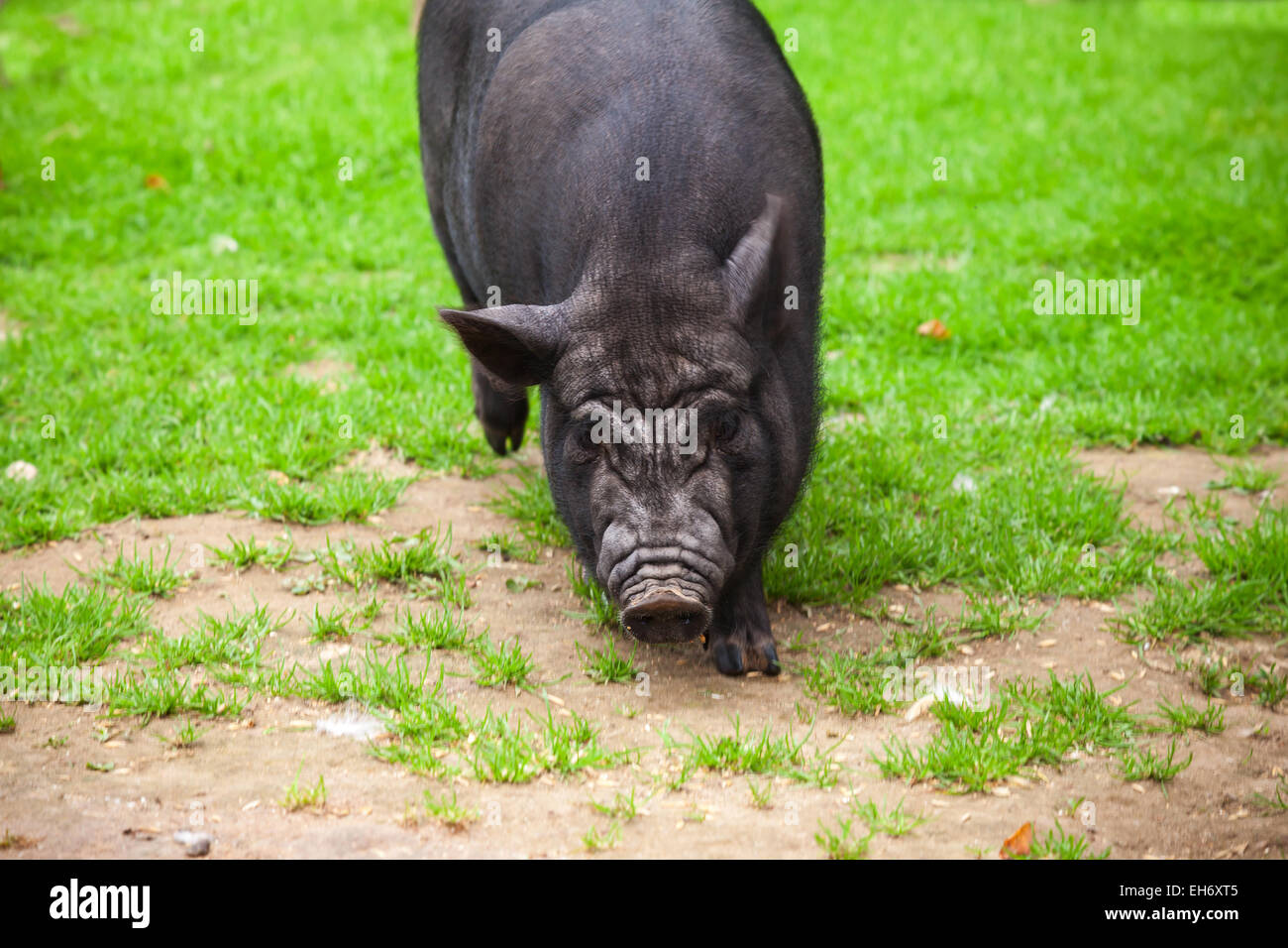 Cochon noir marche sur l'herbe d'été vert Banque D'Images