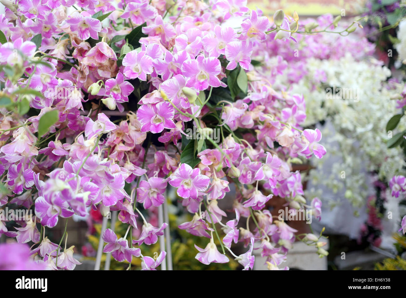 Orchidée fleur rose dans le jardin. Banque D'Images