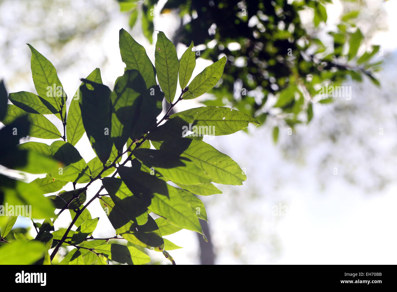 Les feuilles dans le jardin sur le soleil du matin. Banque D'Images