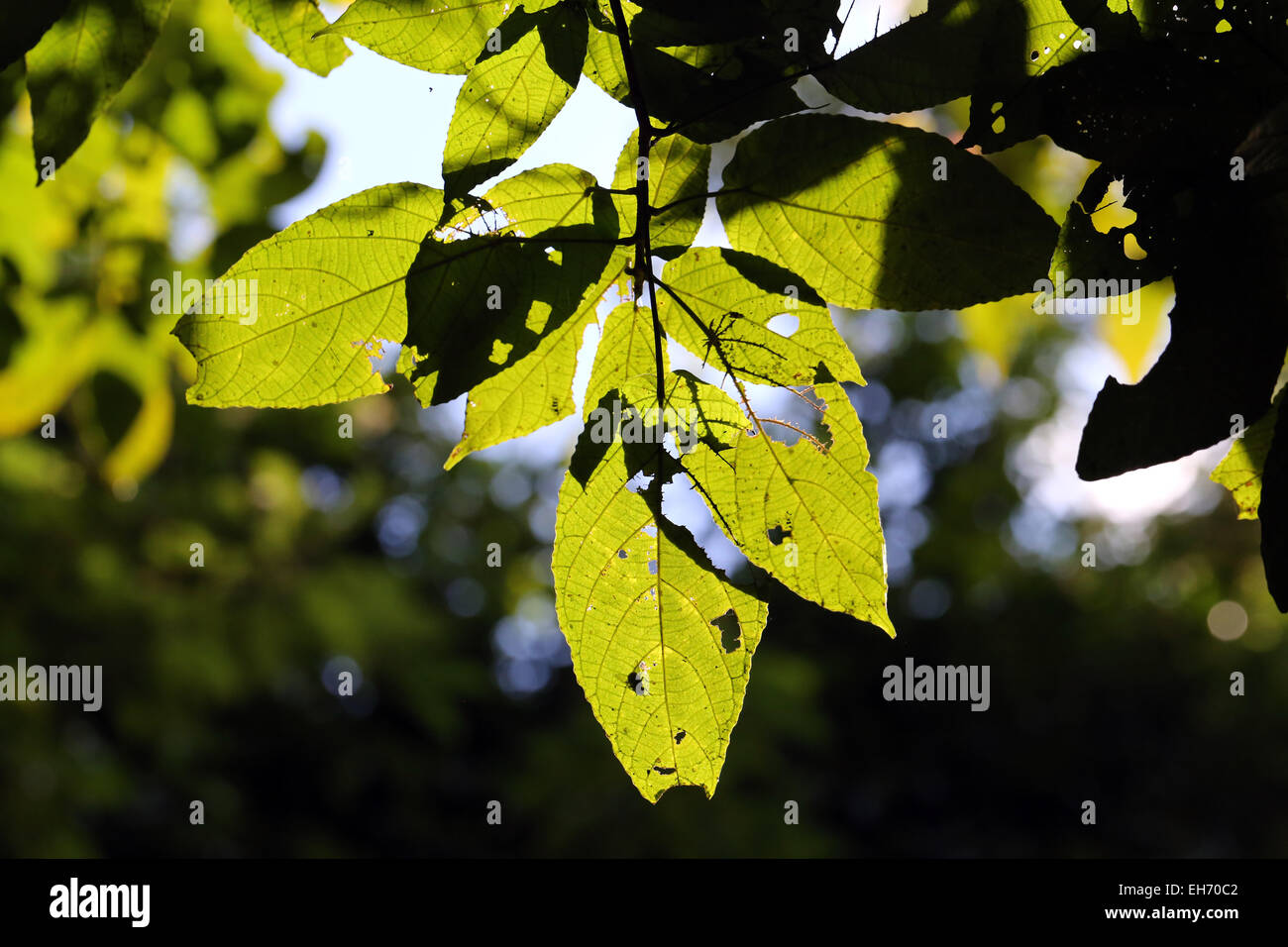 Les feuilles dans le jardin sur le soleil du matin. Banque D'Images