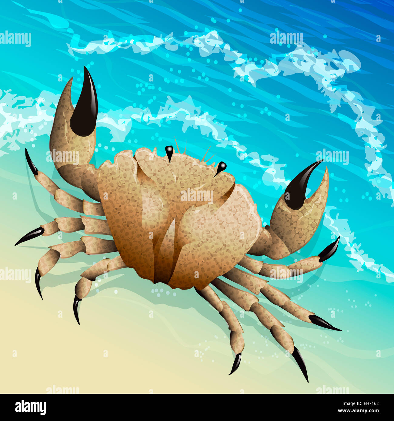 Illustration avec le crabe sur la rive de la mer dessiné dans un style réaliste Banque D'Images