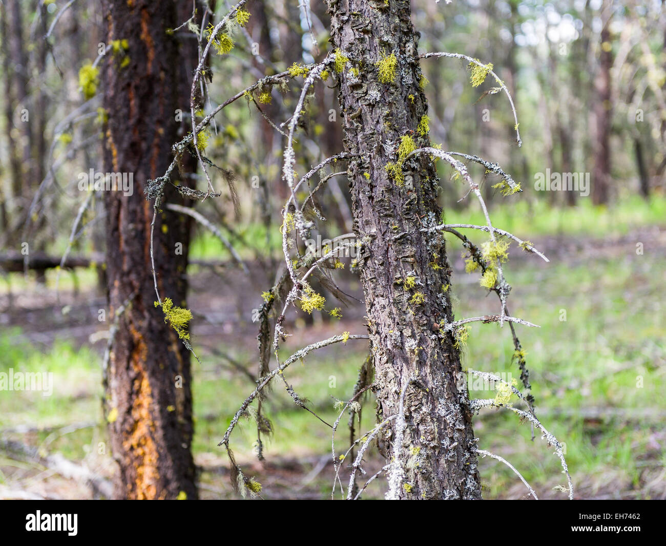 Détail de la forêt boréale près de Clinton, en Colombie-Britannique, Canada. Banque D'Images