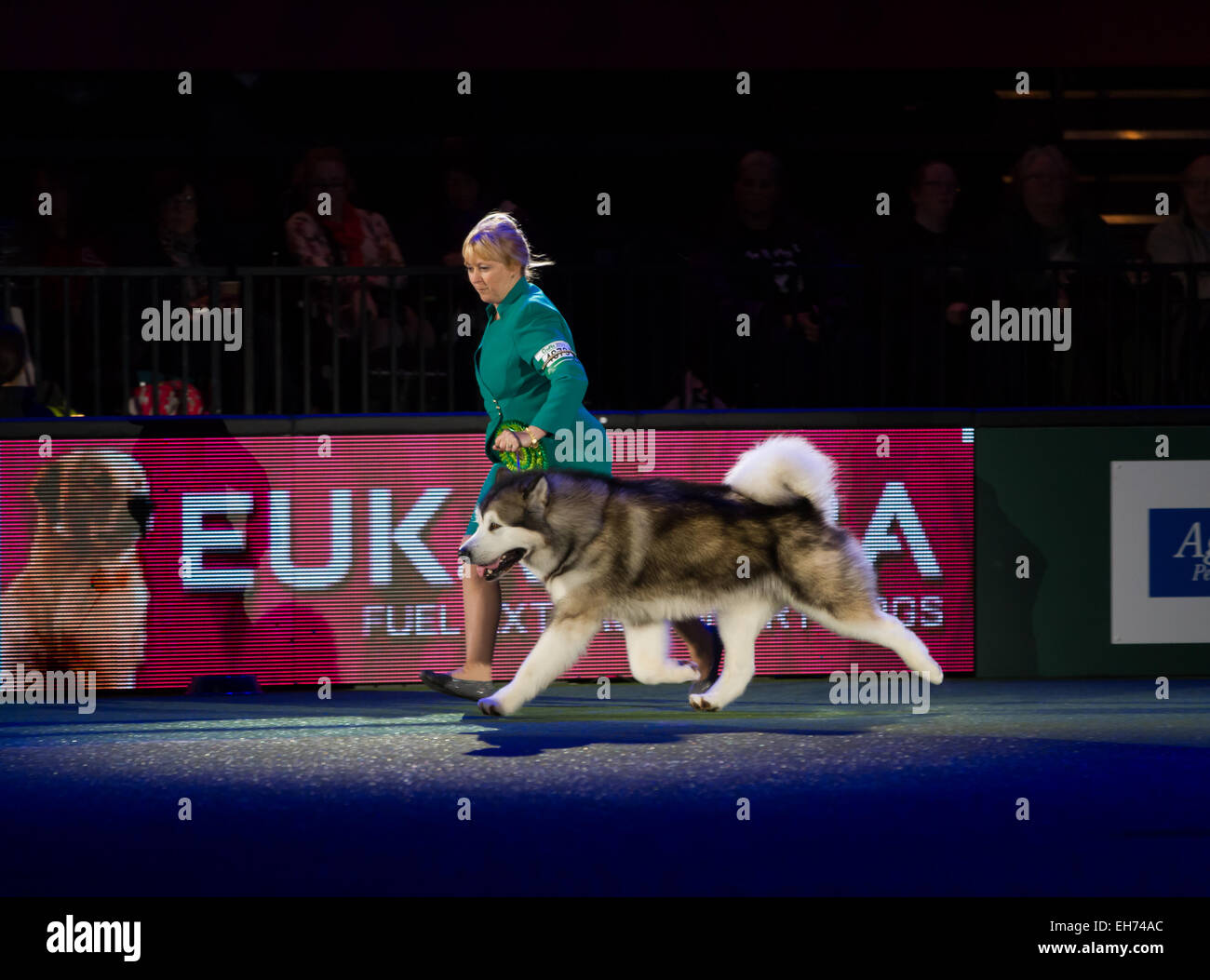 Birmingham, UK. 05Th Mar, 2015. Crufts Best in show winner 2015 au NEC de Birmingham . Bart le Malamute d'Alaska Crédit : Steven re/Alamy Live News Banque D'Images