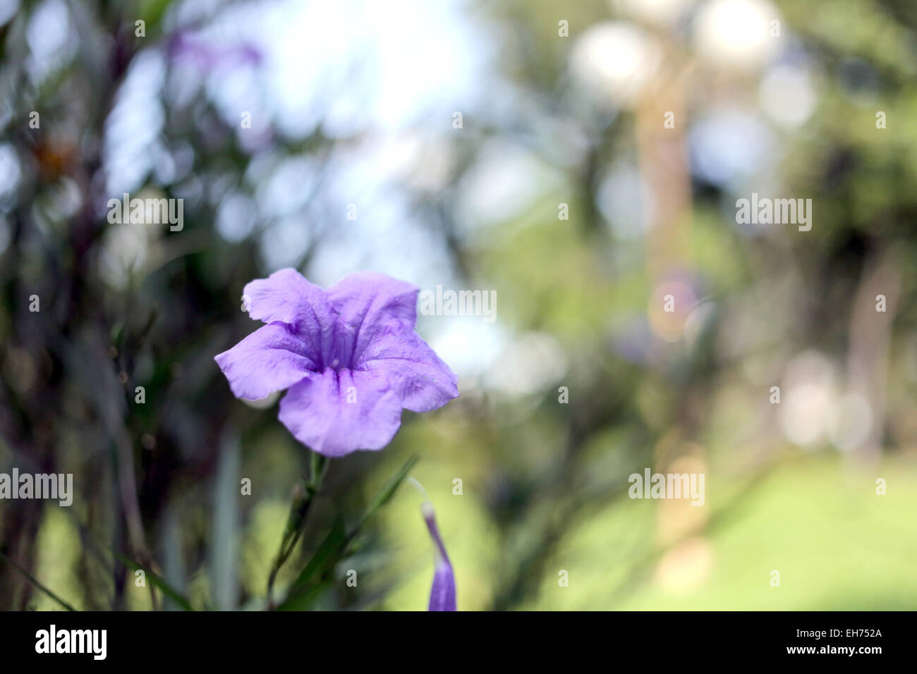 Des fleurs colorées dans le jardin. Banque D'Images