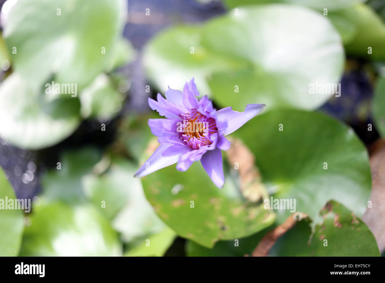 Fleurs de lotus colorées dans le jardin. Banque D'Images