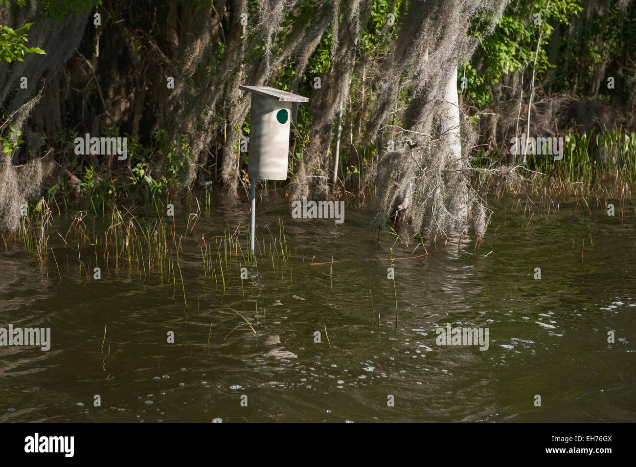 Canard branchu case suivante setup à bord de l'eau pour la gestion de la sauvagine en Floride USA Banque D'Images