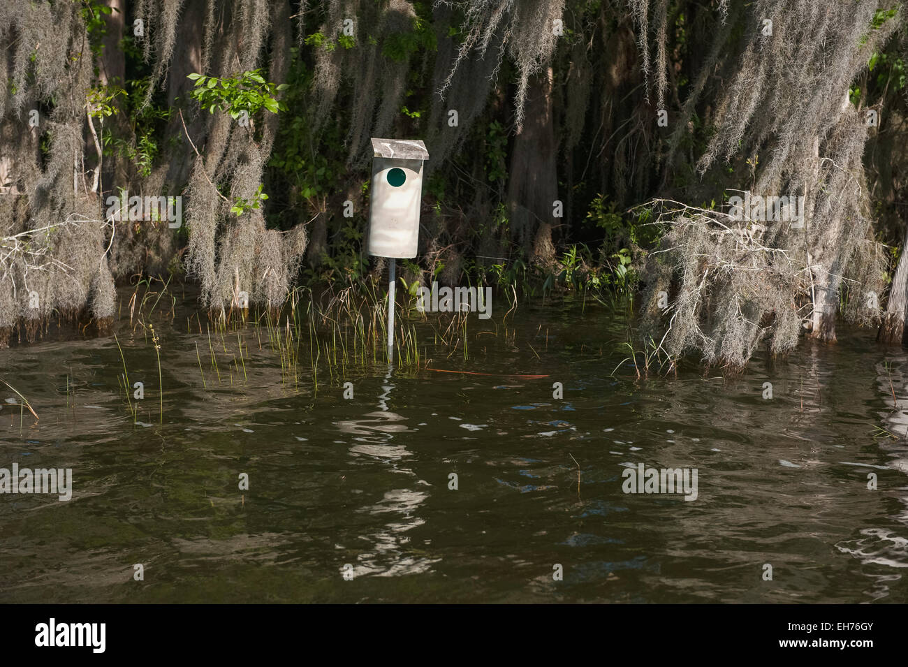 Canard branchu case suivante setup à bord de l'eau pour la gestion de la sauvagine en Floride USA Banque D'Images