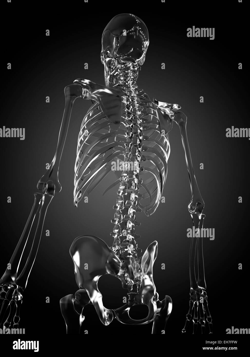 Squelette humain rendu en verre, artwork Banque D'Images