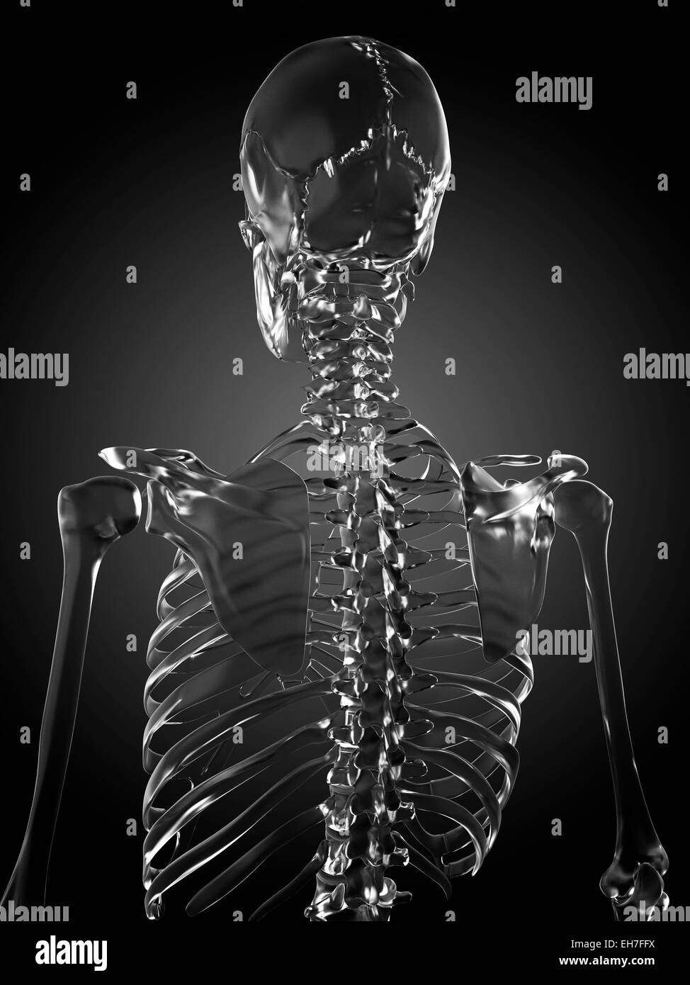 Squelette humain rendu en verre, artwork Banque D'Images