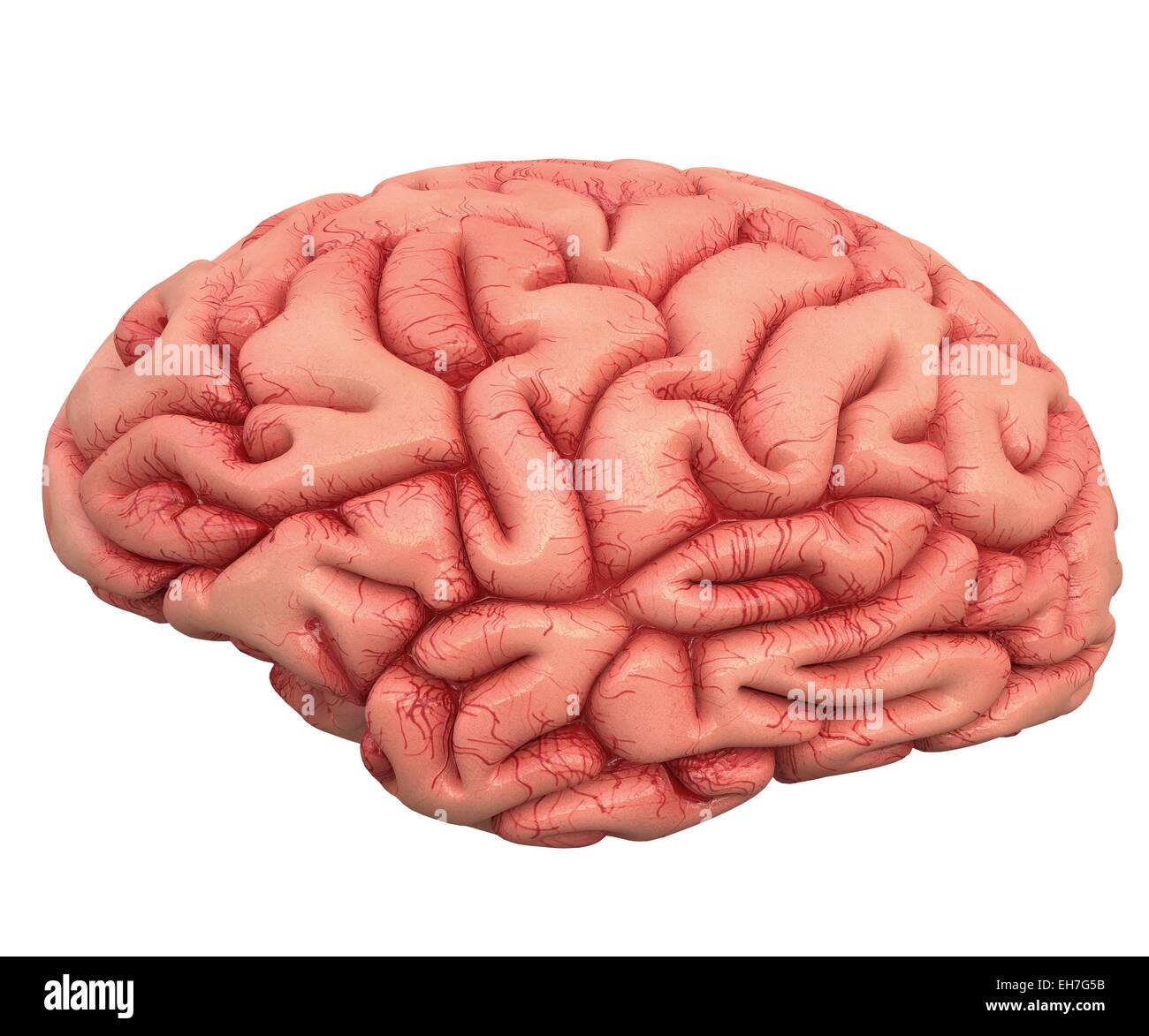 Cerveau humain, artwork Banque D'Images