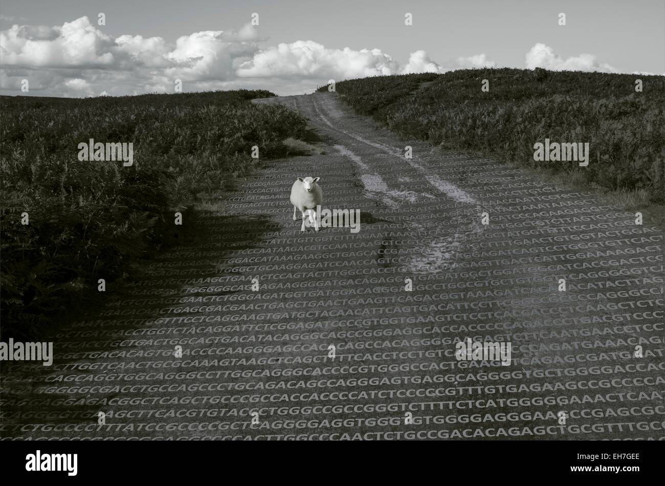 Moutons et son ADN Banque D'Images