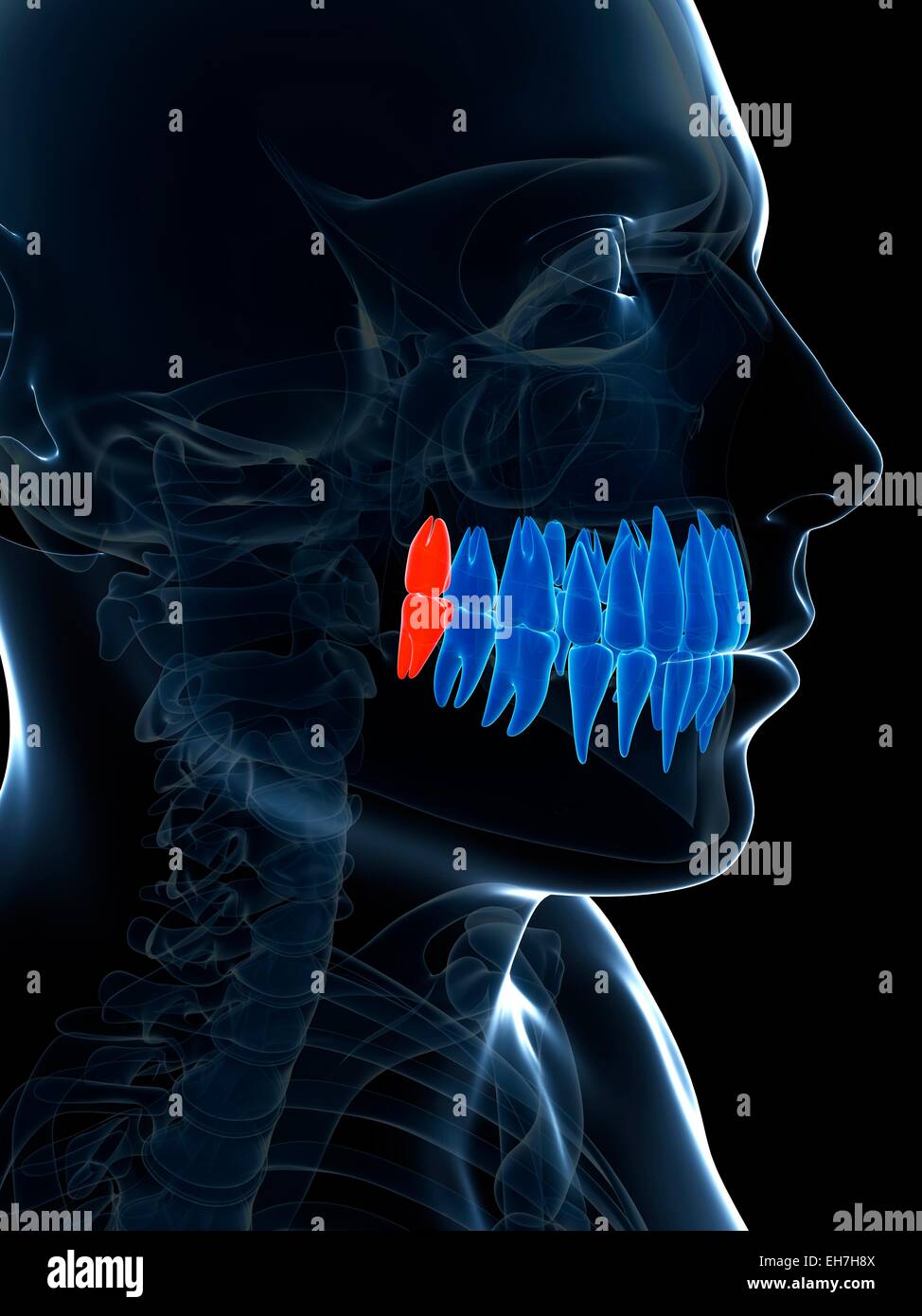 Les dents de sagesse humaine, illustration Banque D'Images