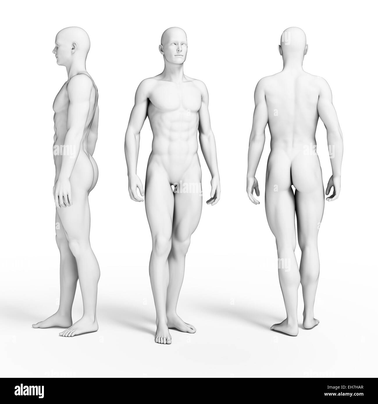 Corps musclé, illustration Banque D'Images