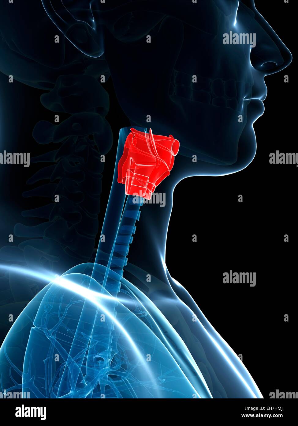 Les droits de l'anatomie du larynx, illustration Banque D'Images