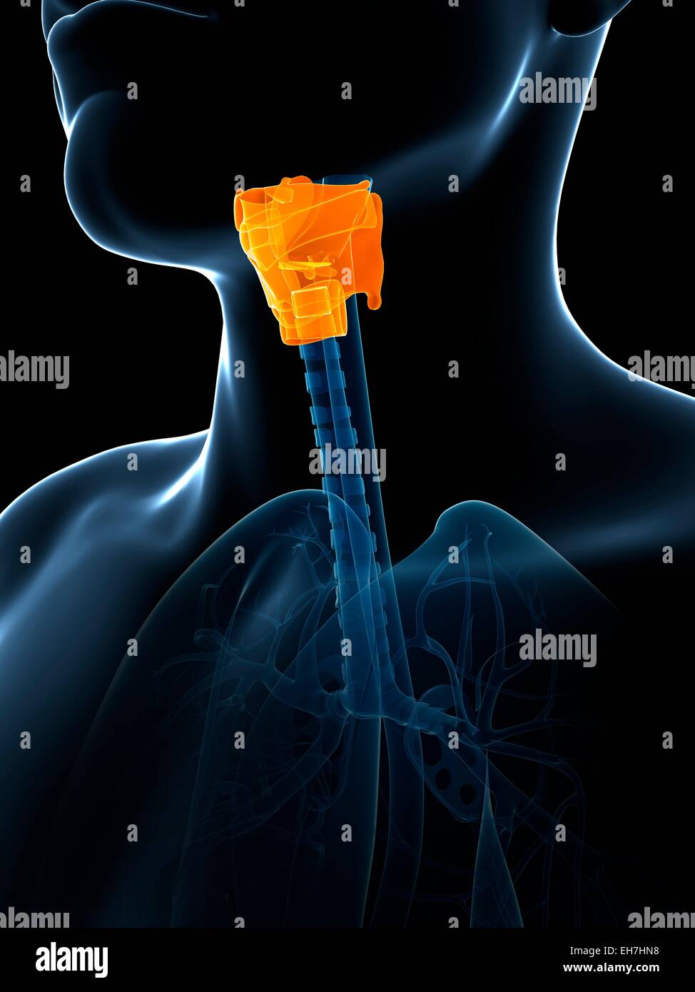 Les droits de l'anatomie du larynx, illustration Banque D'Images