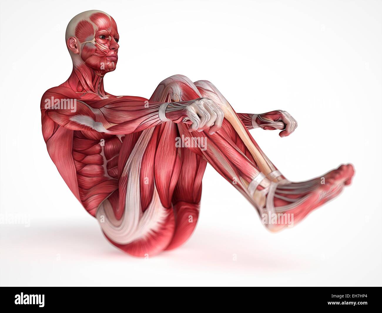 Système musculaire humaine, illustration Banque D'Images