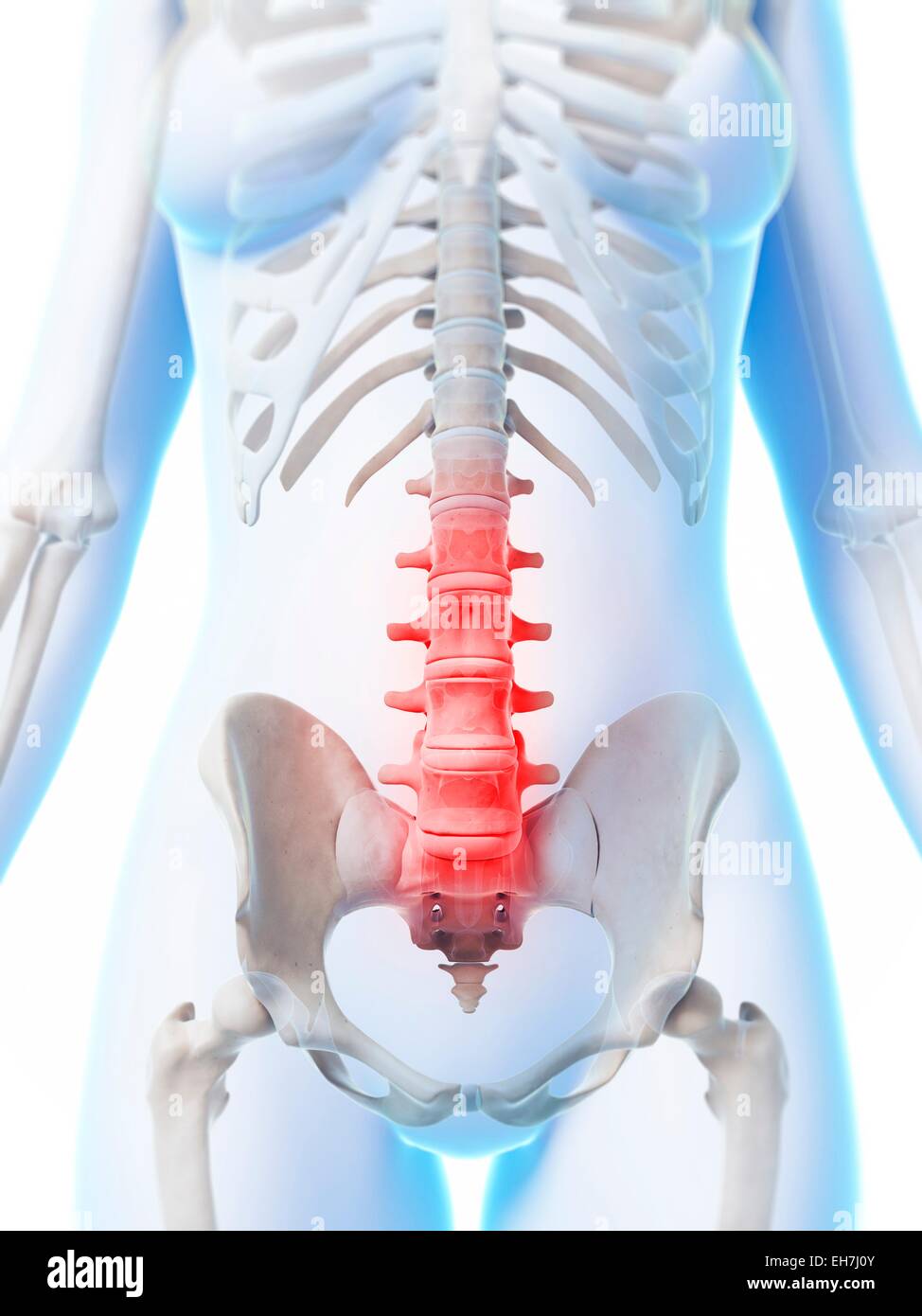 Colonne lombaire, illustration Banque D'Images