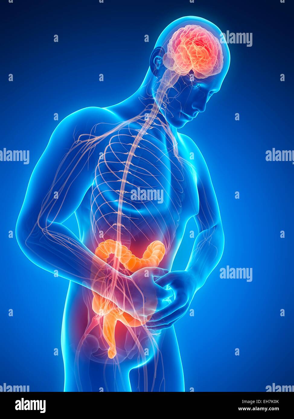 Douleur du gros intestin humain Banque de photographies et d’images à