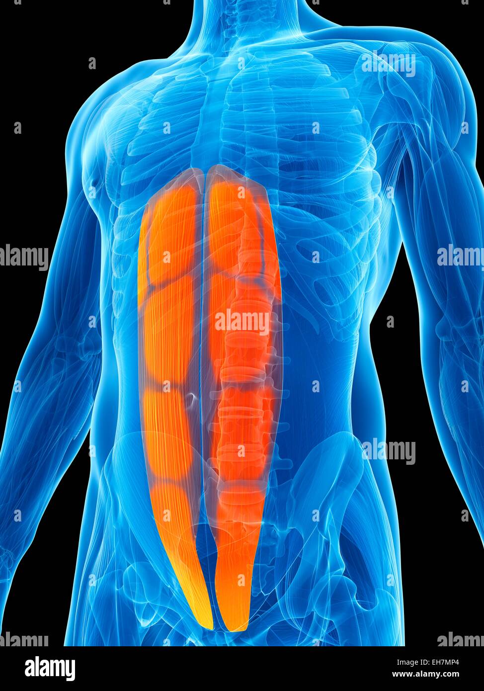 Muscles Abdominaux 3d Banque De Photographies Et D images Haute muscles-abdominaux-3d-banque-de-photographies-et-d-images-haute