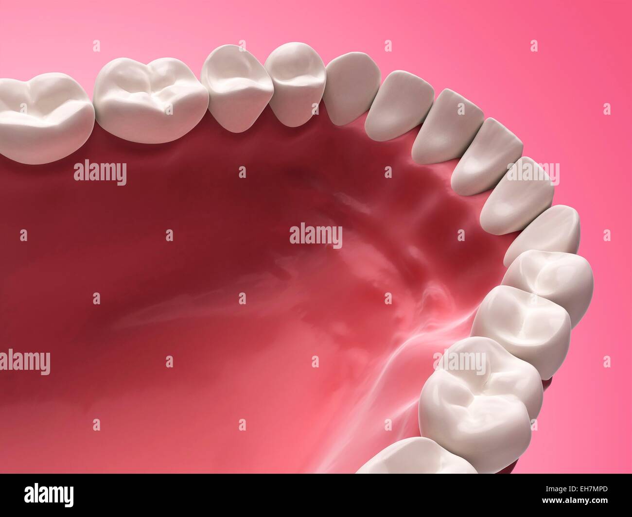 Dents humaine inférieure, illustration Banque D'Images