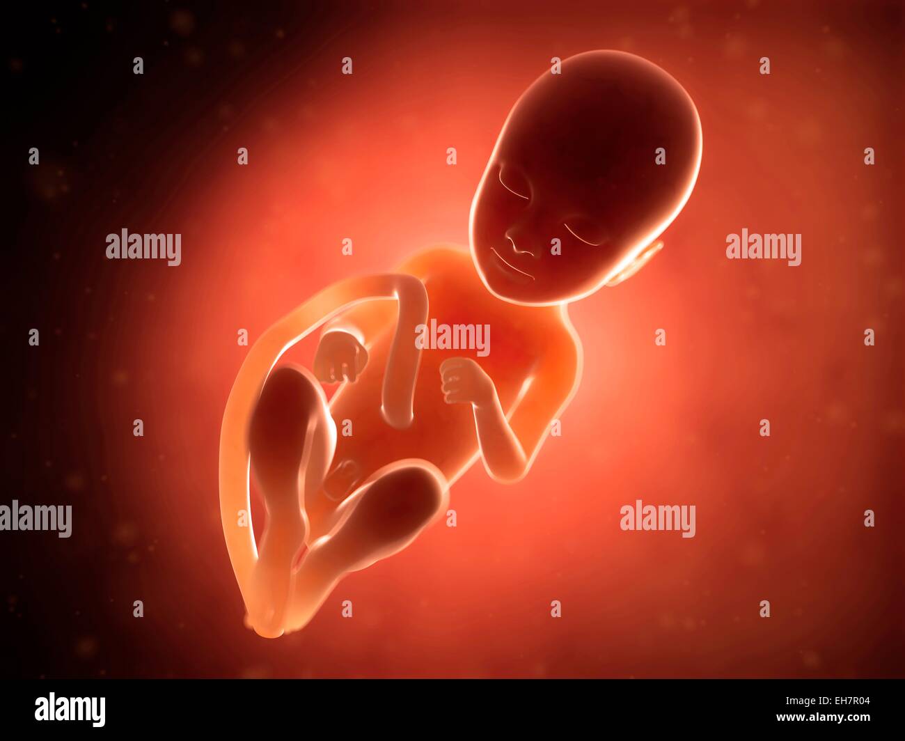Les droits du fœtus à 9 mois, illustration Banque D'Images