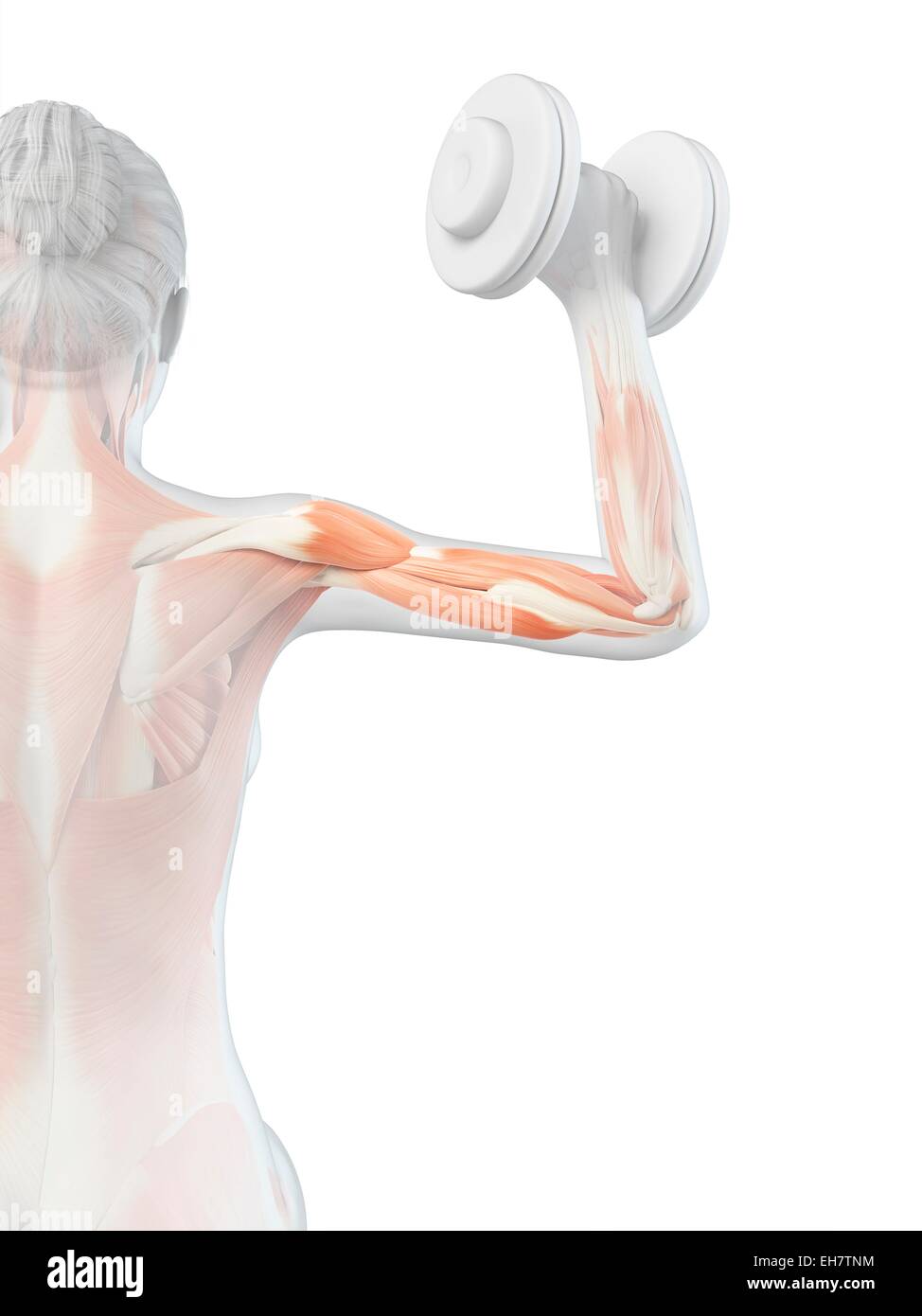 Des muscles releveurs de poids, illustration Banque D'Images