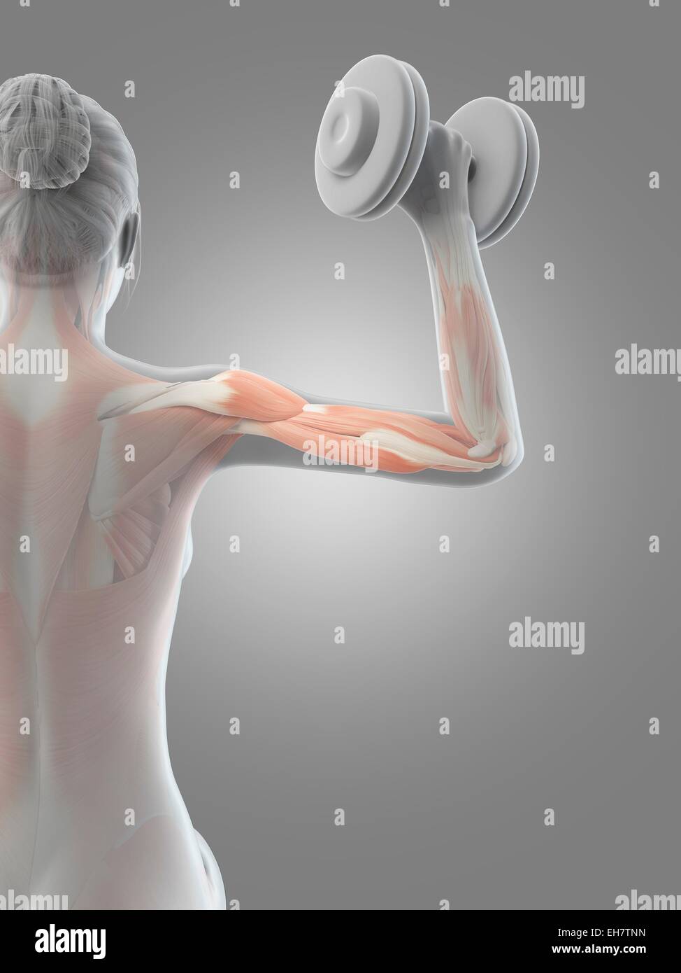 Des muscles releveurs de poids, illustration Banque D'Images