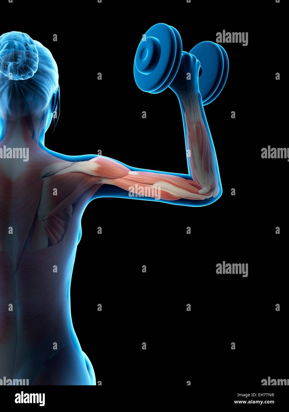 Des muscles releveurs de poids, illustration Banque D'Images