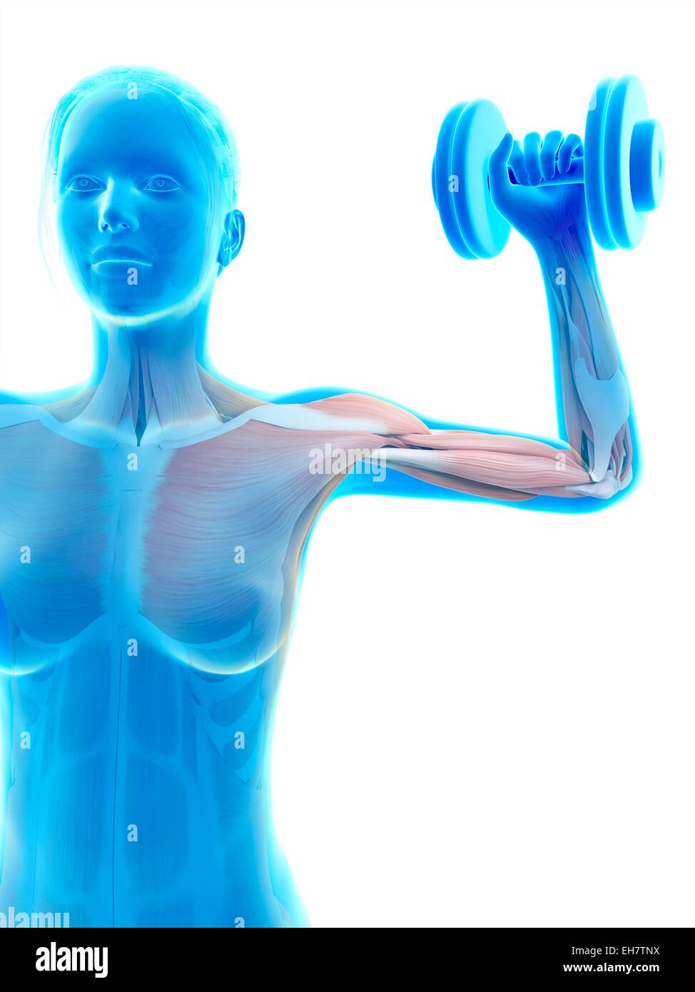 Des muscles releveurs de poids, illustration Banque D'Images