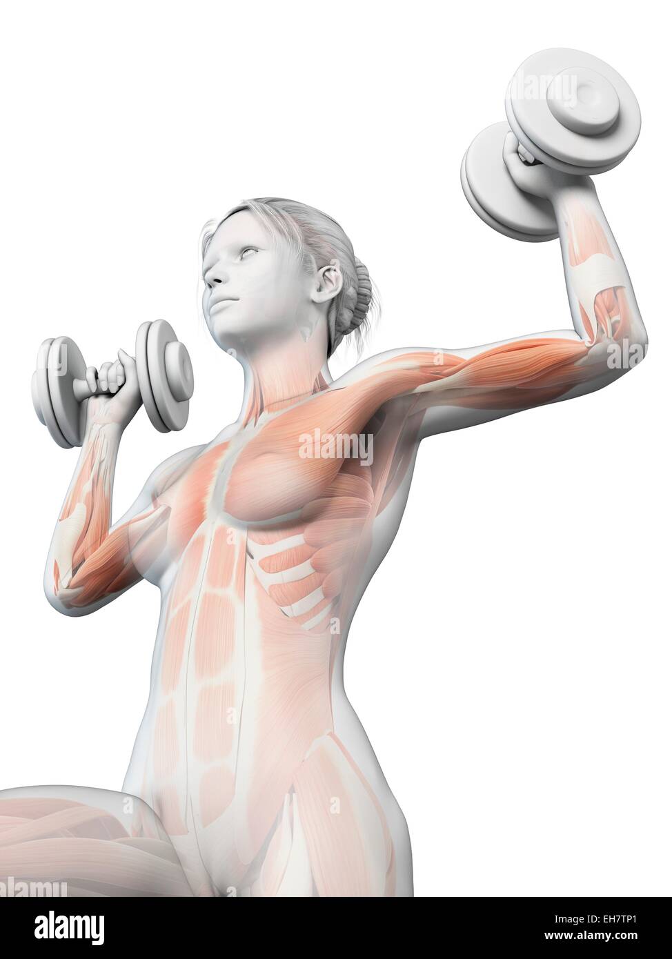 Des muscles releveurs de poids, illustration Banque D'Images