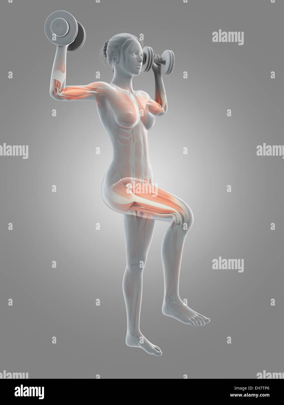 Des muscles releveurs de poids, illustration Banque D'Images