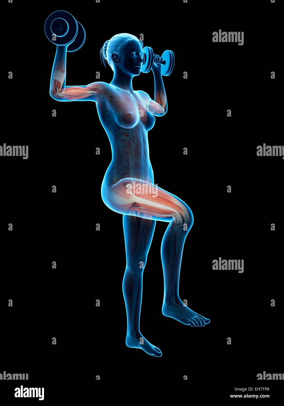 Des muscles releveurs de poids, illustration Banque D'Images