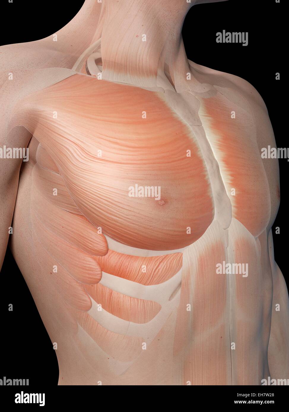 Les muscles de coffre, illustration Banque D'Images