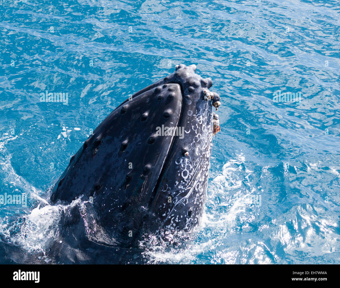 Baleine à bosse à Hervey Bay Queensland aug 2014 Banque D'Images