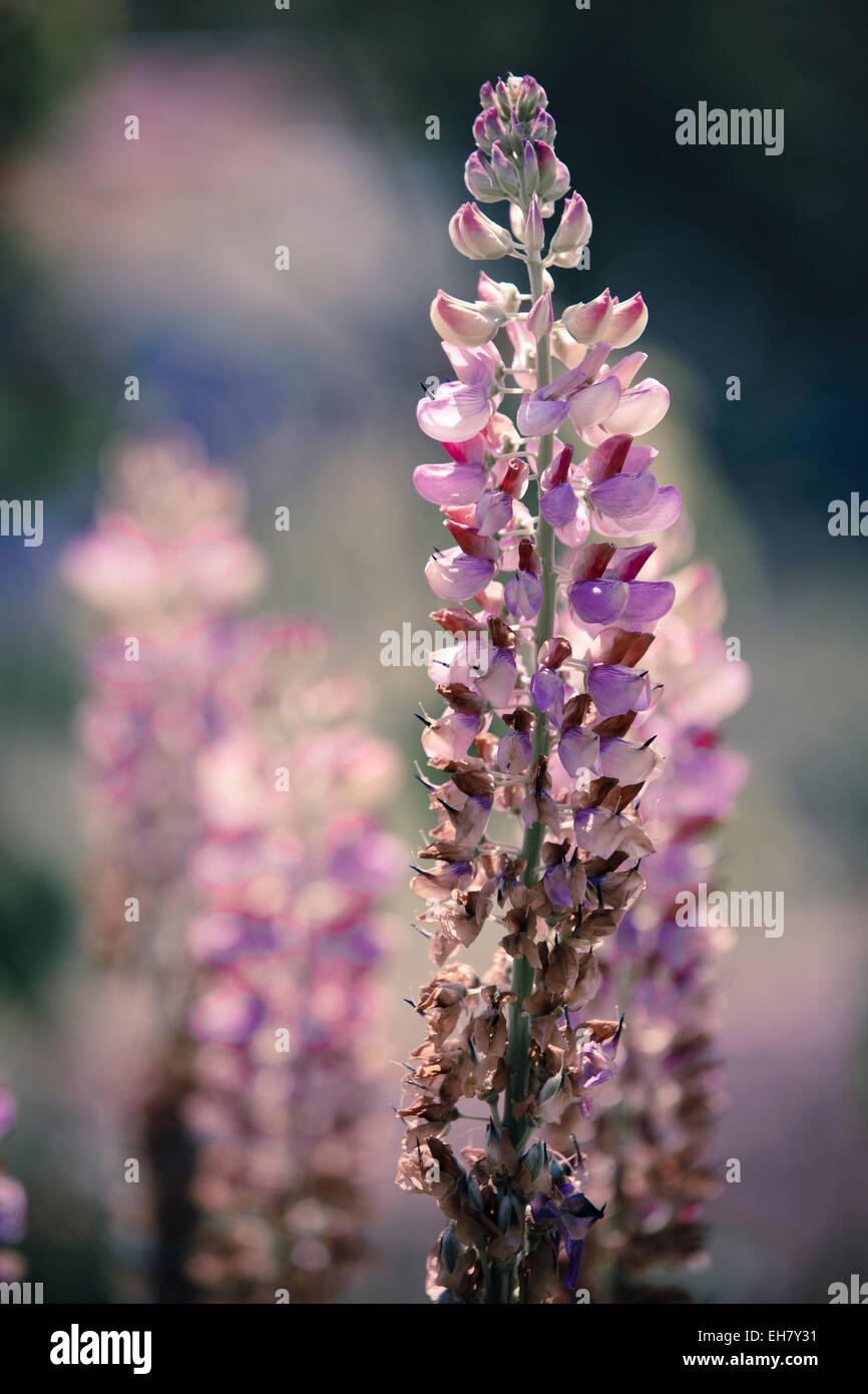 Pink lupin (Lupinus sp.) Banque D'Images