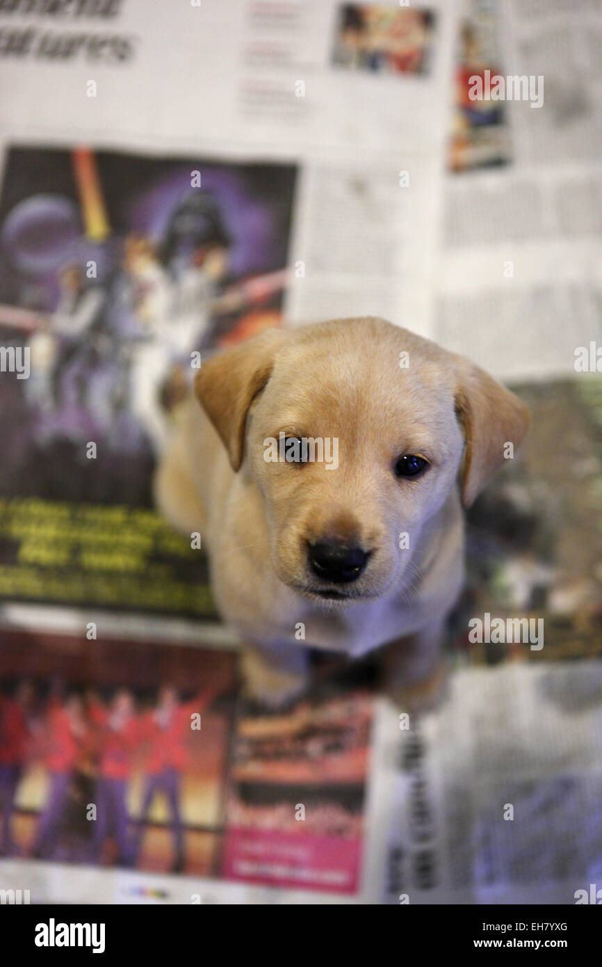 Yellow Labrador Retriever chiot âgé de 5 semaines de formation toilettes Banque D'Images