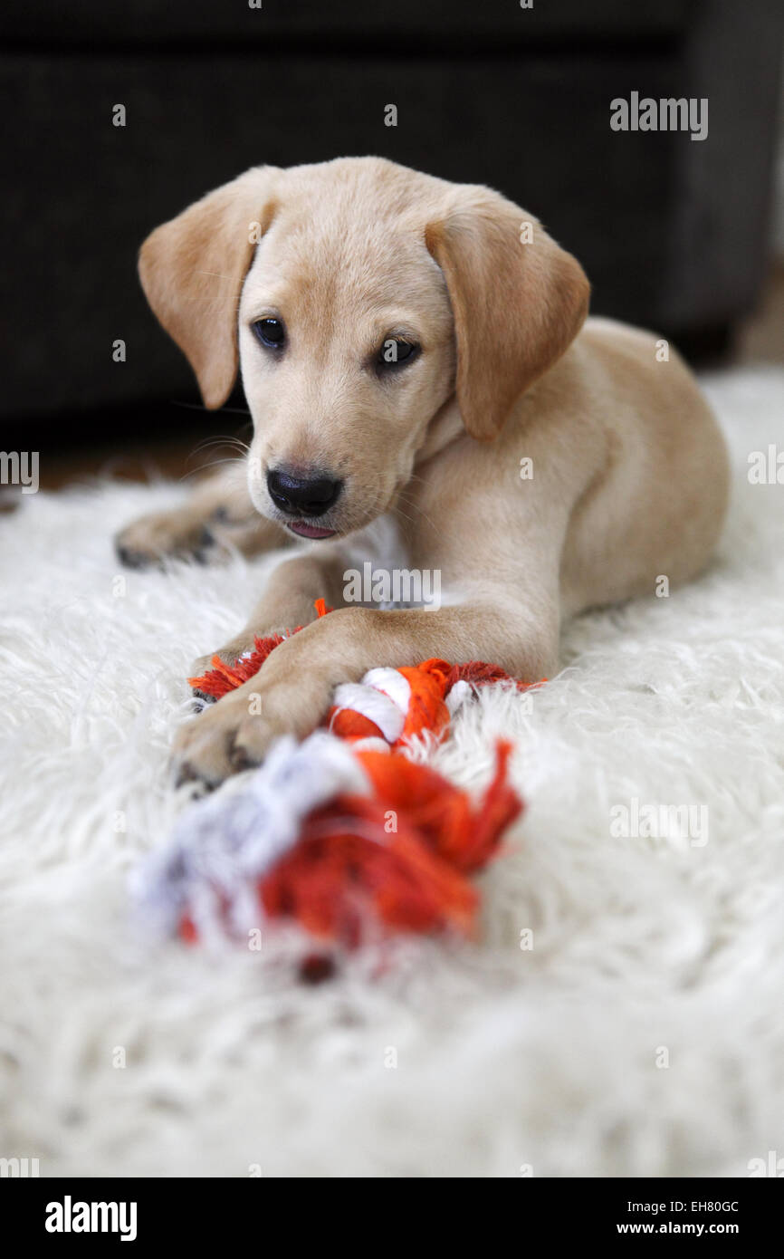 Yellow Labrador Retriever chiot âgé de 9 semaines à explorer sa nouvelle maison Banque D'Images