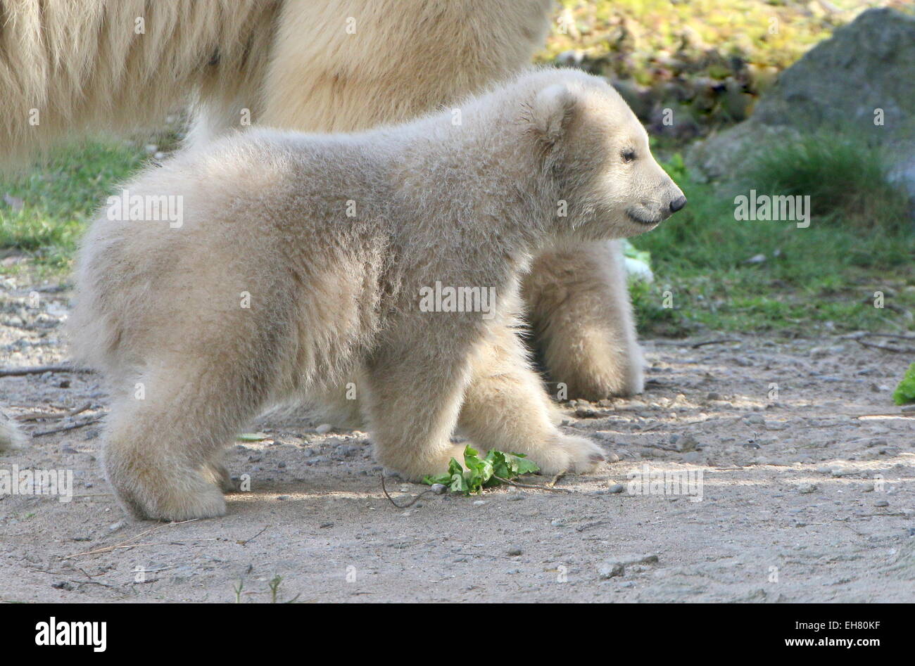 ours polaire cub (Ursus maritimus), trois mois (série) Banque D'Images