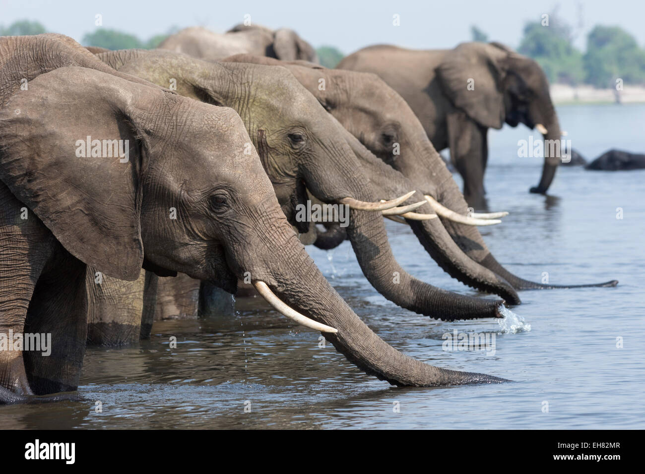 Les éléphants d'Afrique (Loxodonta africana) boire, Chobe National Park, Botswana, Africa Banque D'Images