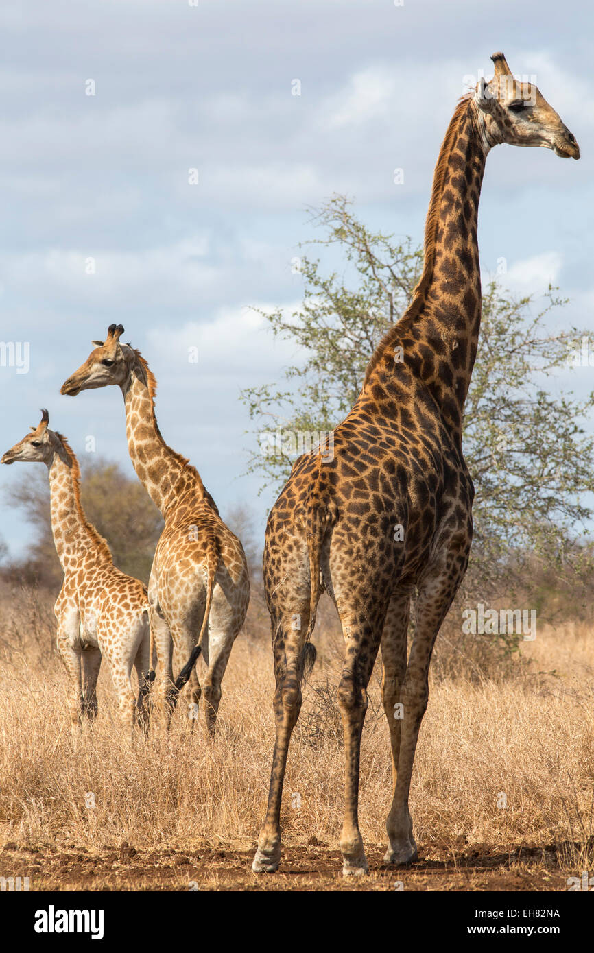 Girafe (Giraffa camelopardalis), Kruger National Park, Afrique du Sud, l'Afrique Banque D'Images