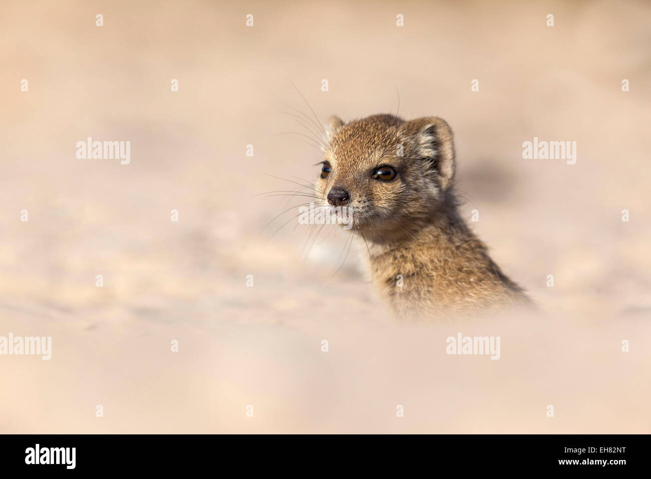 Mangouste jaune (Cynictis penicillata) bébé, Kgalagadi Transfrontier Park, Northern Cape, Afrique du Sud, l'Afrique Banque D'Images