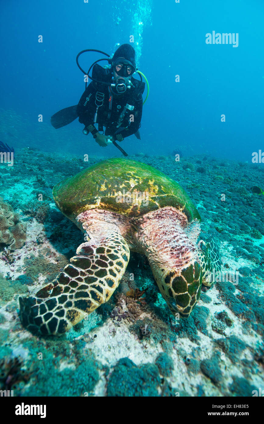 Plongeur et tortue imbriquée, îles Dimaniyat, golfe d'Oman, Oman, Middle East Banque D'Images