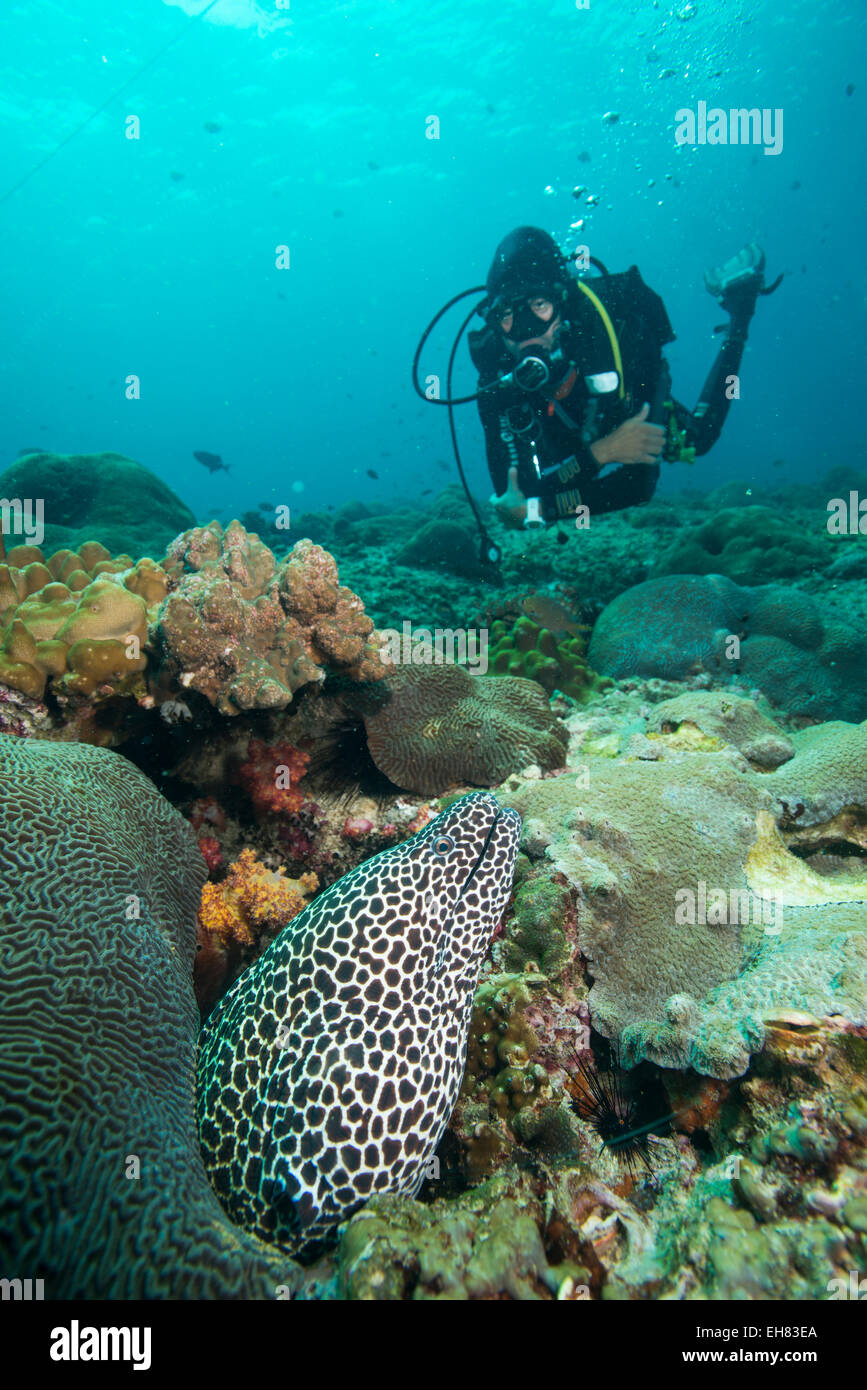 L'anguille tachetée, îles Dimaniyat, golfe d'Oman, Oman, Middle East Banque D'Images