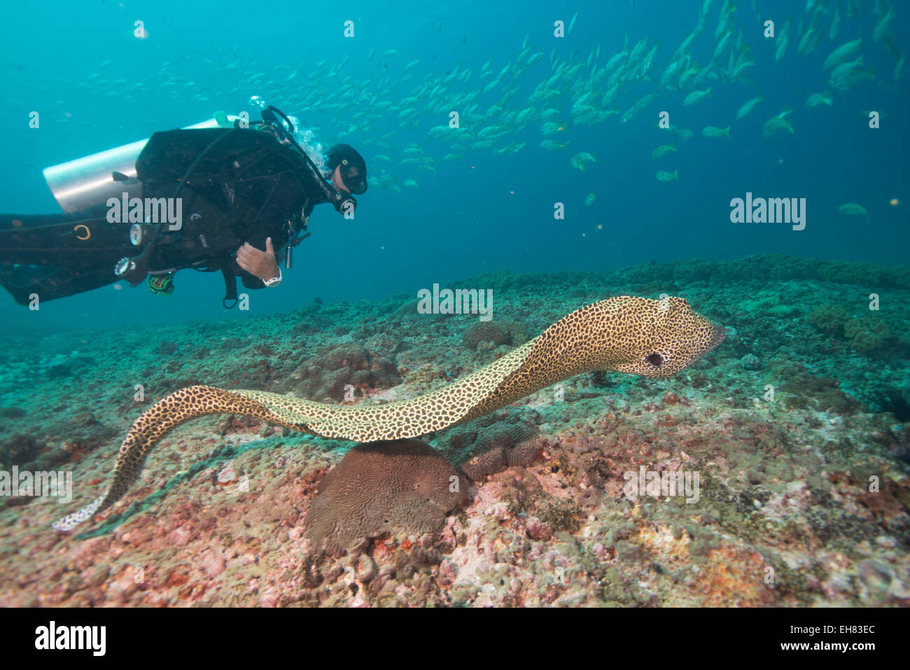 L'anguille tachetée libre, îles Dimaniyat, golfe d'Oman, Oman, Middle East Banque D'Images